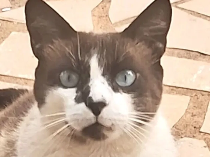 Gato raça Ragdoll idade 1 ano nome Zayon 