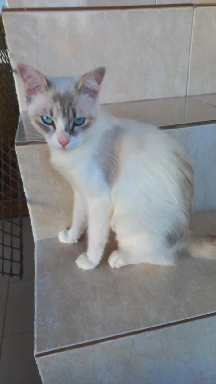 Gato raça SRD-ViraLata idade 7 a 11 meses nome Bianca bb8meses linda 