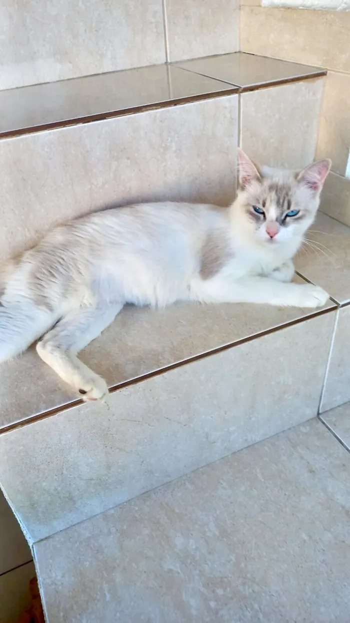 Gato raça SRD-ViraLata idade 7 a 11 meses nome Bianca bb8meses linda 