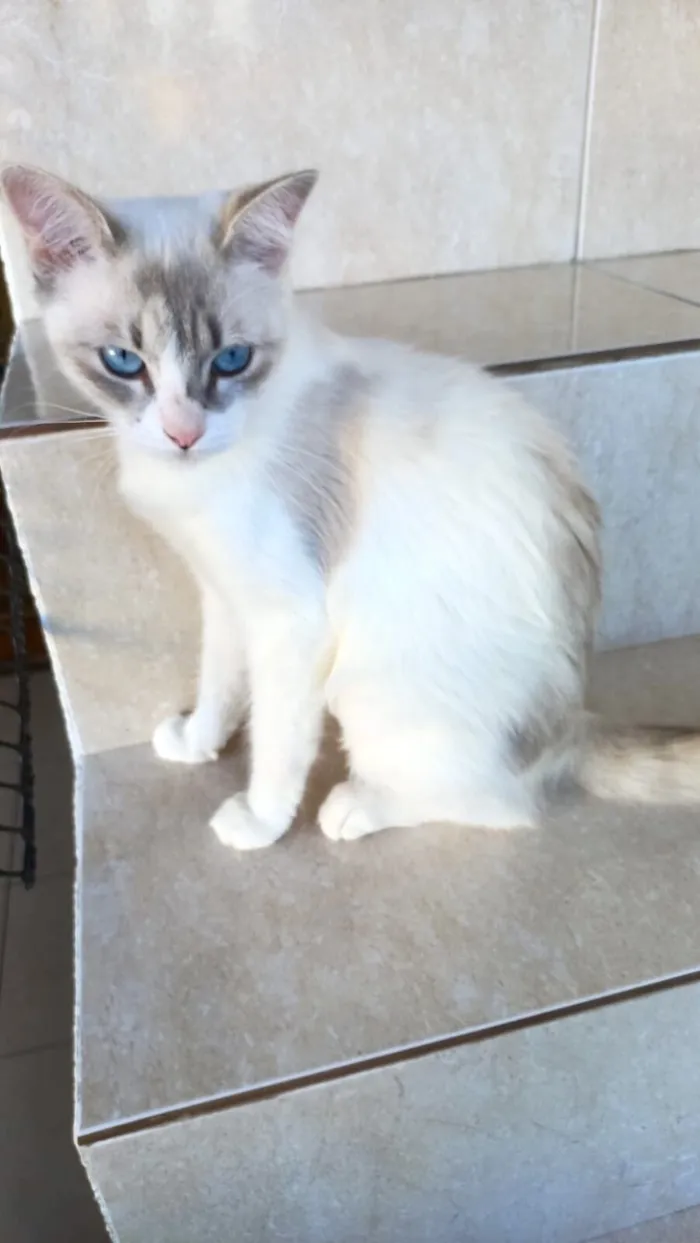 Gato raça SRD-ViraLata idade 7 a 11 meses nome Bianca bb8meses linda 