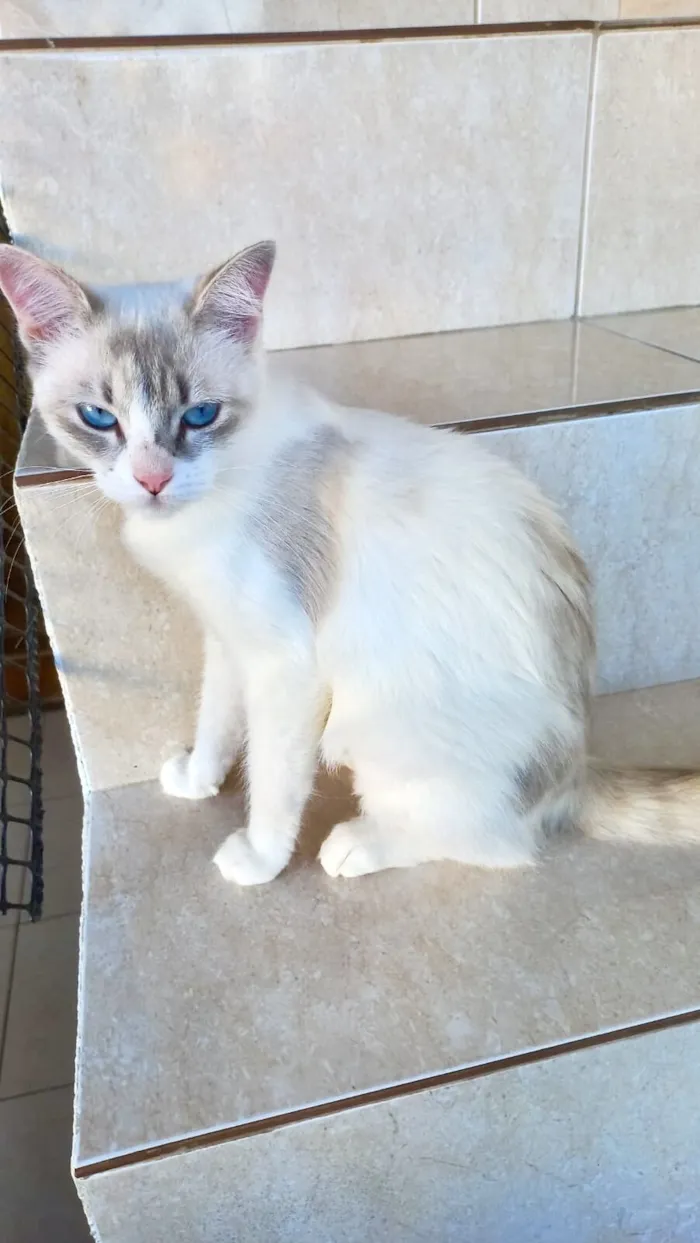 Gato raça SRD-ViraLata idade 7 a 11 meses nome Bianca bb8meses linda 