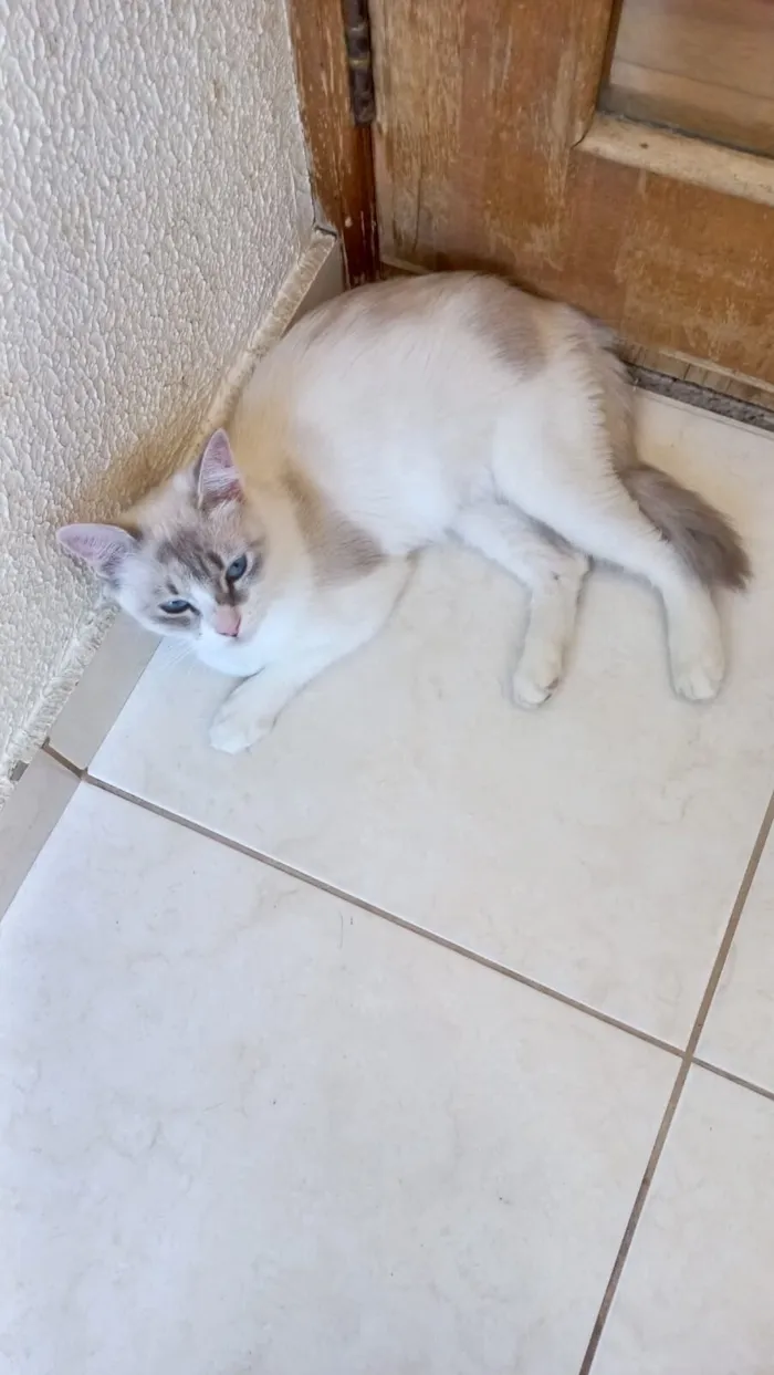 Gato raça SRD-ViraLata idade 7 a 11 meses nome Bianca bb8meses linda 