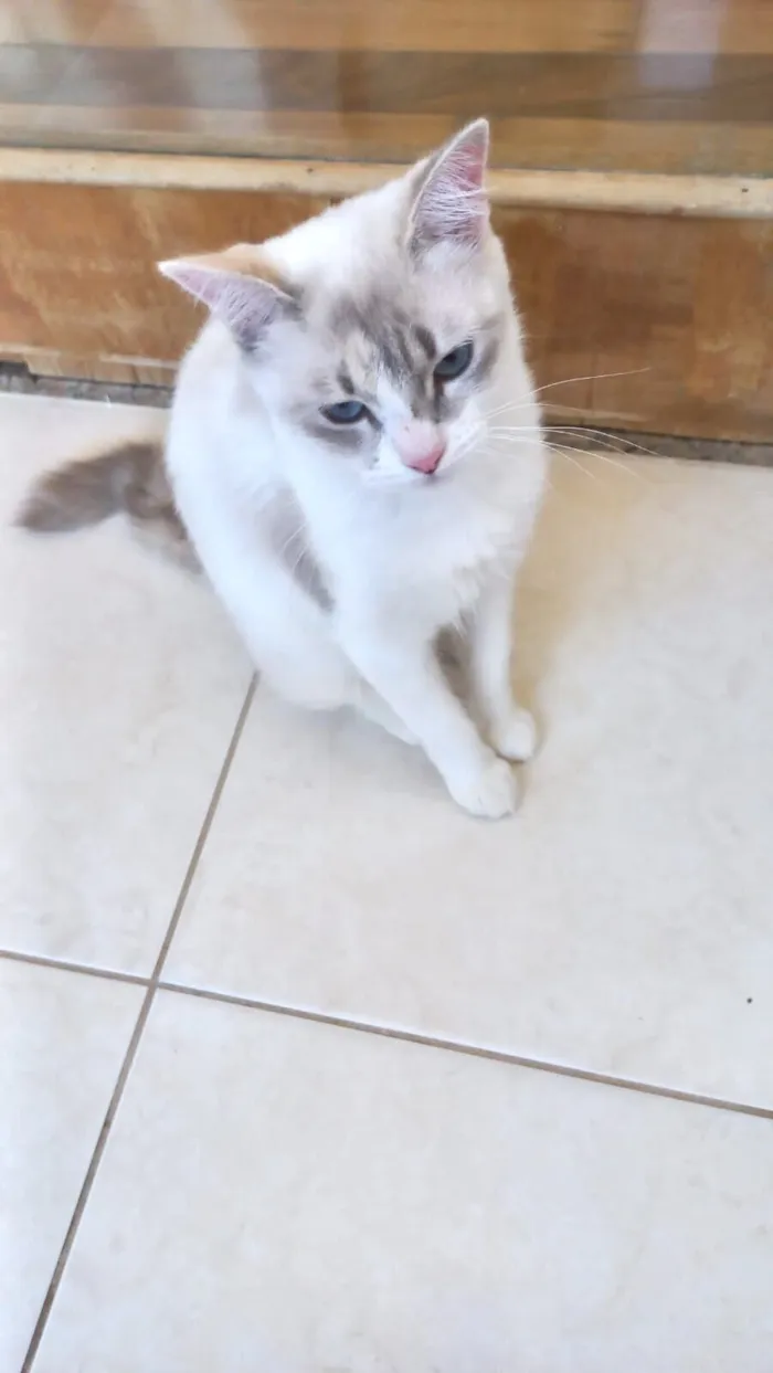 Gato raça SRD-ViraLata idade 7 a 11 meses nome Bianca bb8meses linda 