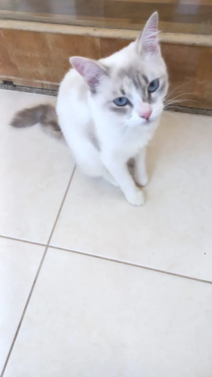 Gato raça SRD-ViraLata idade 7 a 11 meses nome Bianca bb8meses linda 