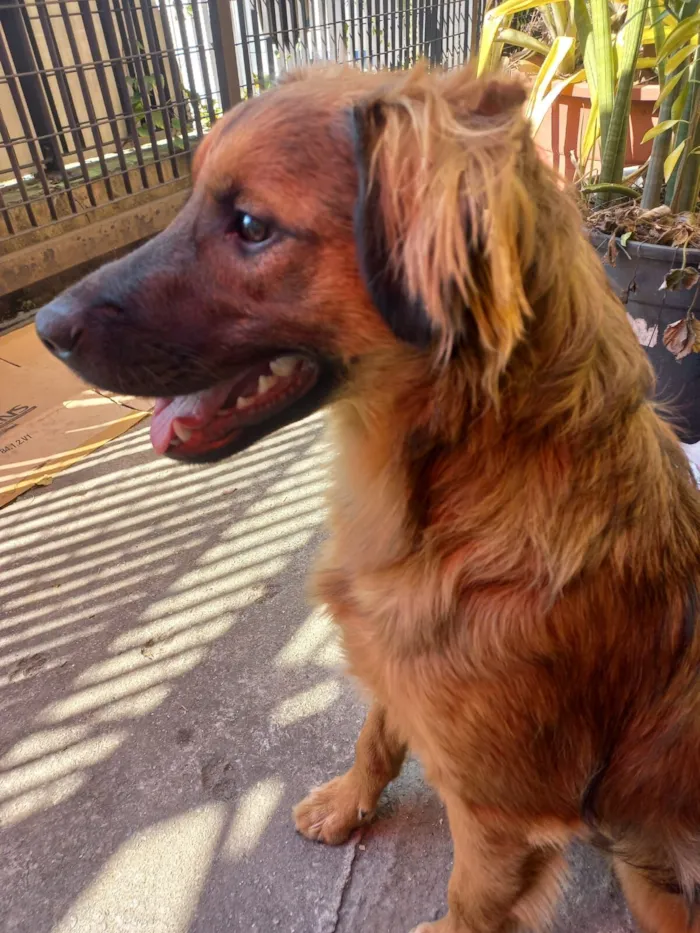Cachorro raça SRD-ViraLata idade 7 a 11 meses nome PIX