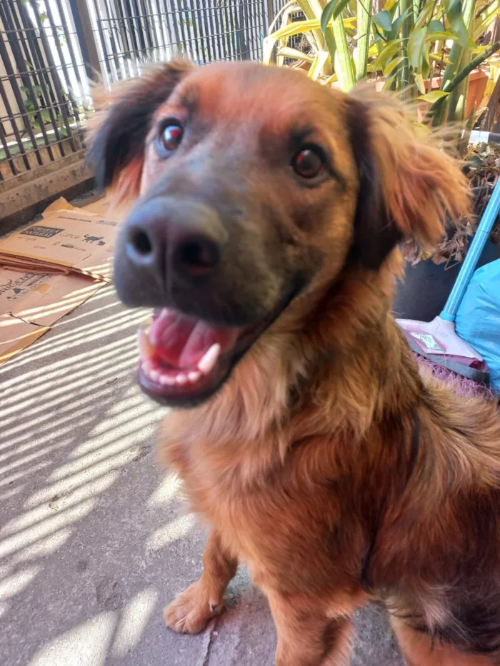 Cachorro raça SRD-ViraLata idade 7 a 11 meses nome PIX