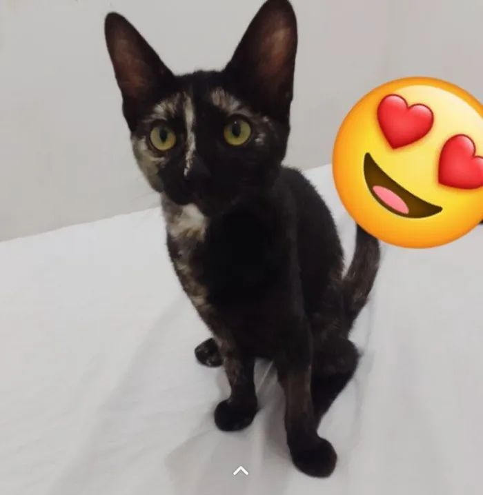 Gato raça SRD-ViraLata idade 2 a 6 meses nome sem nome