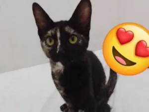 Gato raça SRD-ViraLata idade 2 a 6 meses nome sem nome