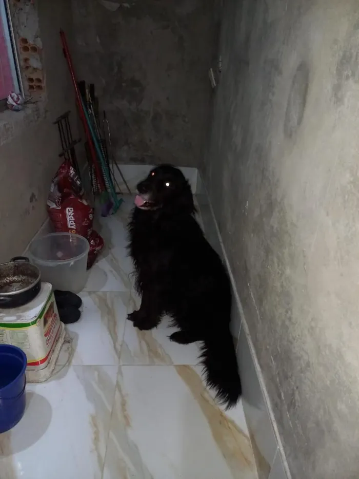 Cachorro raça Pastor Alemão idade 5 anos nome zeus