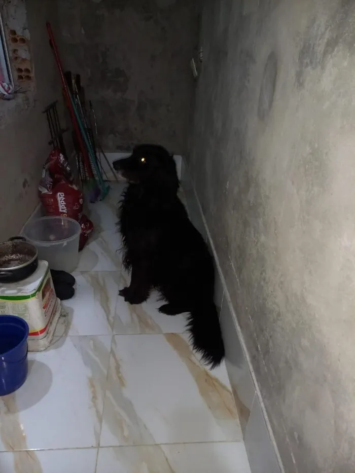 Cachorro raça Pastor Alemão idade 5 anos nome zeus