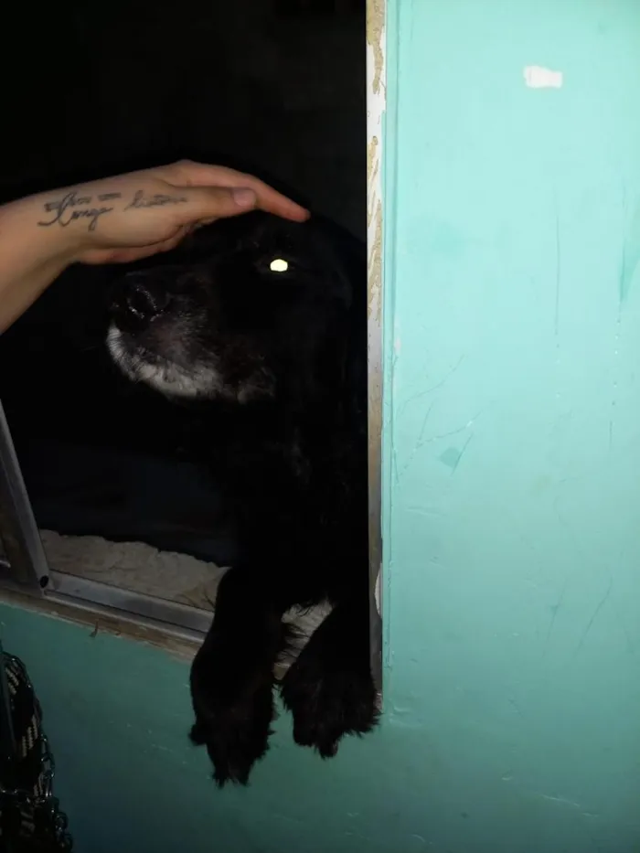Cachorro raça Pastor Alemão idade 5 anos nome zeus