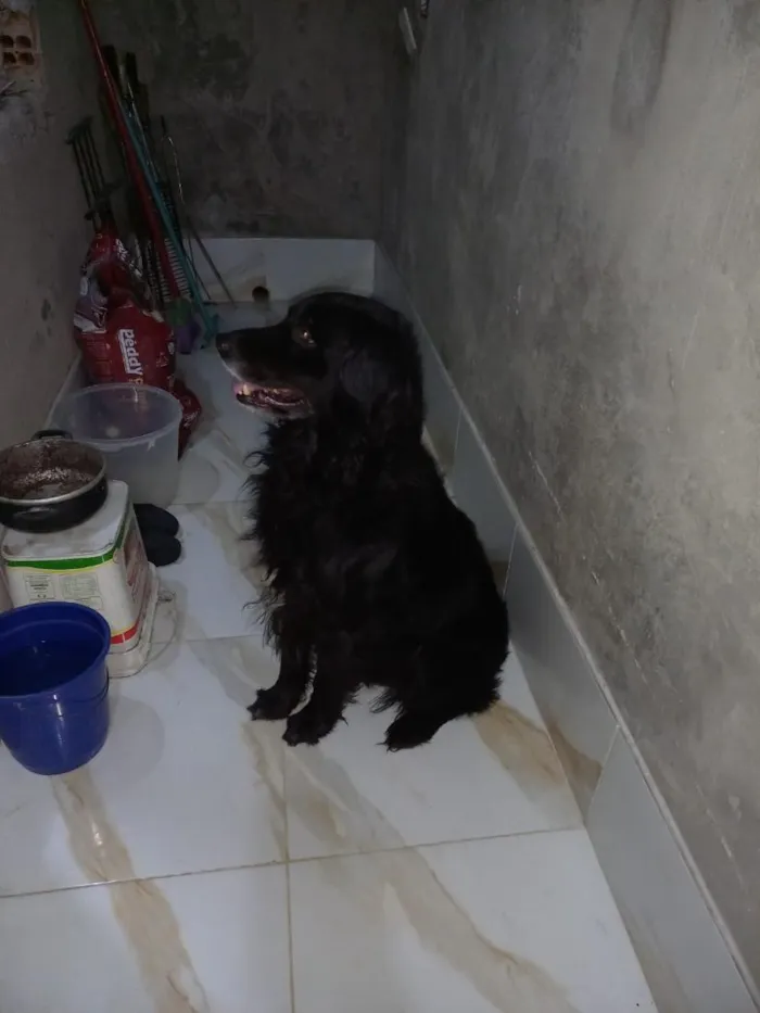 Cachorro raça Pastor Alemão idade 5 anos nome zeus