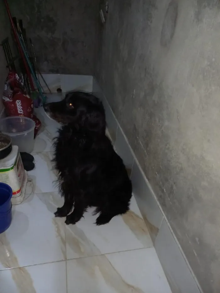 Cachorro raça Pastor Alemão idade 5 anos nome zeus