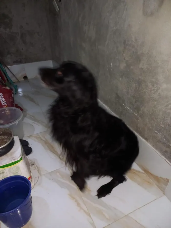 Cachorro raça Pastor Alemão idade 5 anos nome zeus