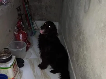 Cachorro raça Pastor Alemão idade 5 anos nome zeus