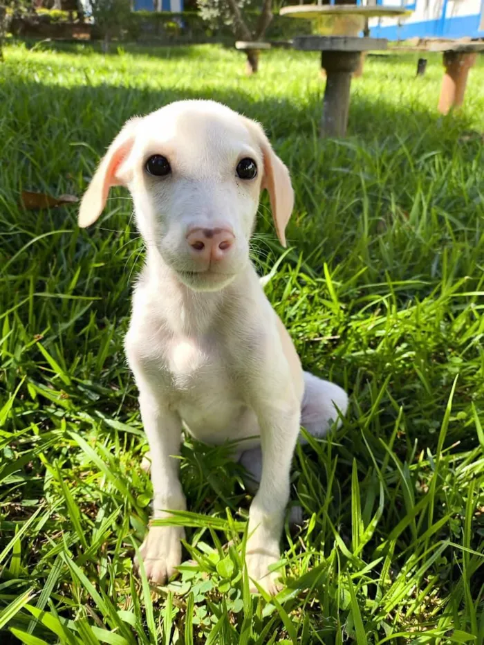 Cachorro raça SRD-ViraLata idade 2 a 6 meses nome Snow
