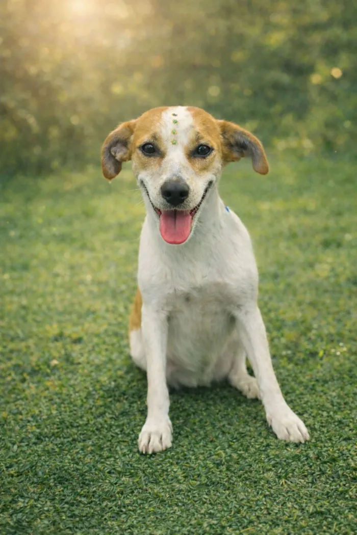 Cachorro raça SRD-ViraLata idade 1 ano nome Bianca