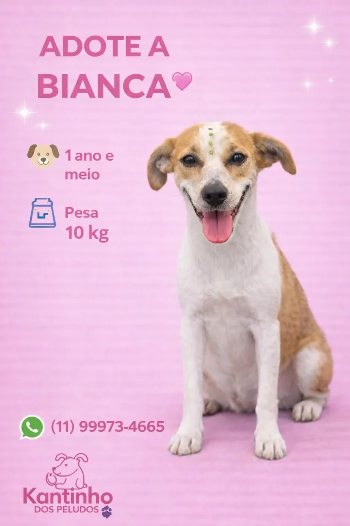 Cachorro raça SRD-ViraLata idade 1 ano nome Bianca