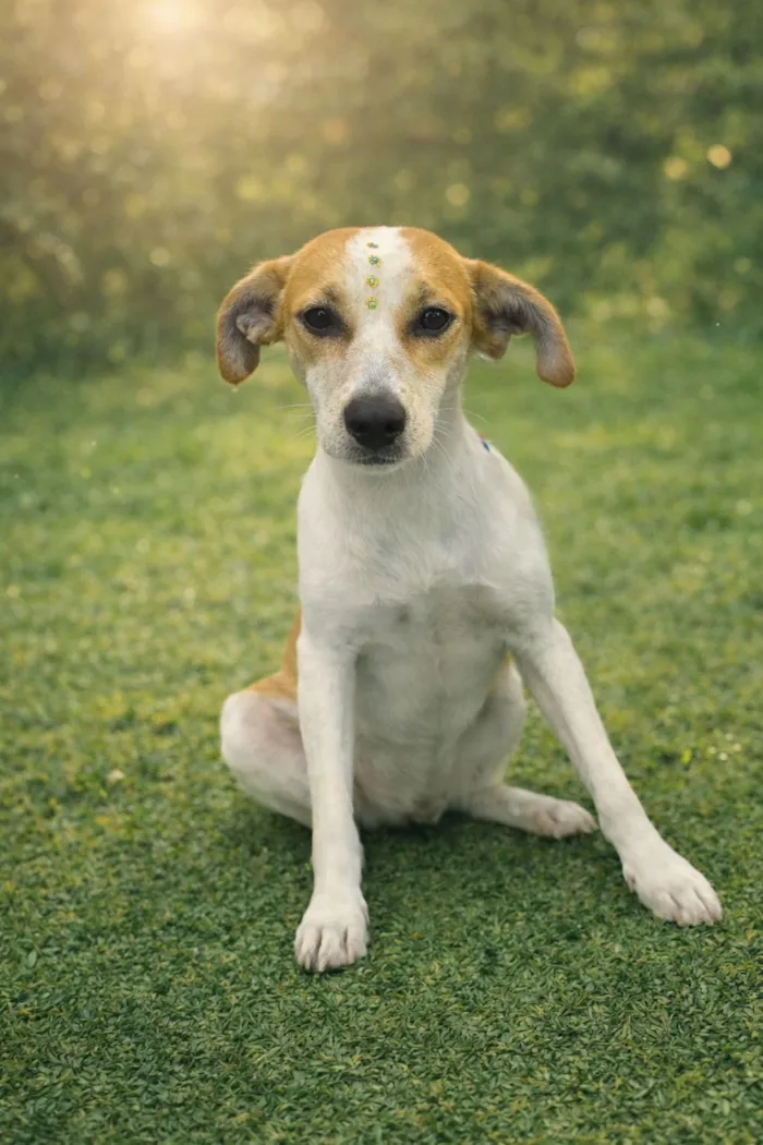 Cachorro raça SRD-ViraLata idade 1 ano nome Bianca