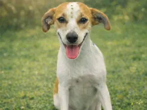 Cachorro raça SRD-ViraLata idade 1 ano nome Bianca