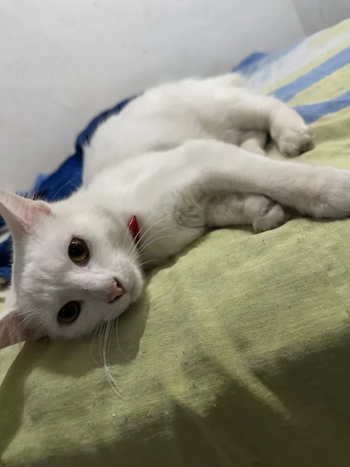 Gato raça SRD-ViraLata idade 2 a 6 meses nome Marie 