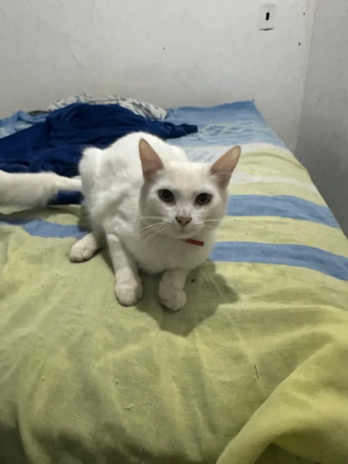 Gato raça SRD-ViraLata idade 2 a 6 meses nome Marie 