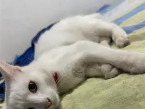 Gato raça SRD-ViraLata idade 2 a 6 meses nome Marie 