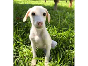 Cachorro raça SRD-ViraLata idade 2 a 6 meses nome Snow