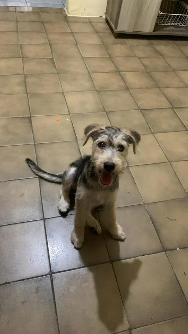 Cachorro raça SRD-ViraLata idade 2 a 6 meses nome Maki