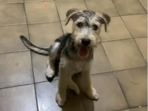 Cachorro raça SRD-ViraLata idade 2 a 6 meses nome Maki