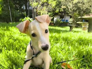 Cachorro raça SRD-ViraLata idade 2 a 6 meses nome Paçoca
