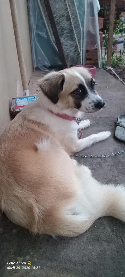 Cachorro raça SRD-ViraLata idade 3 anos nome Mel