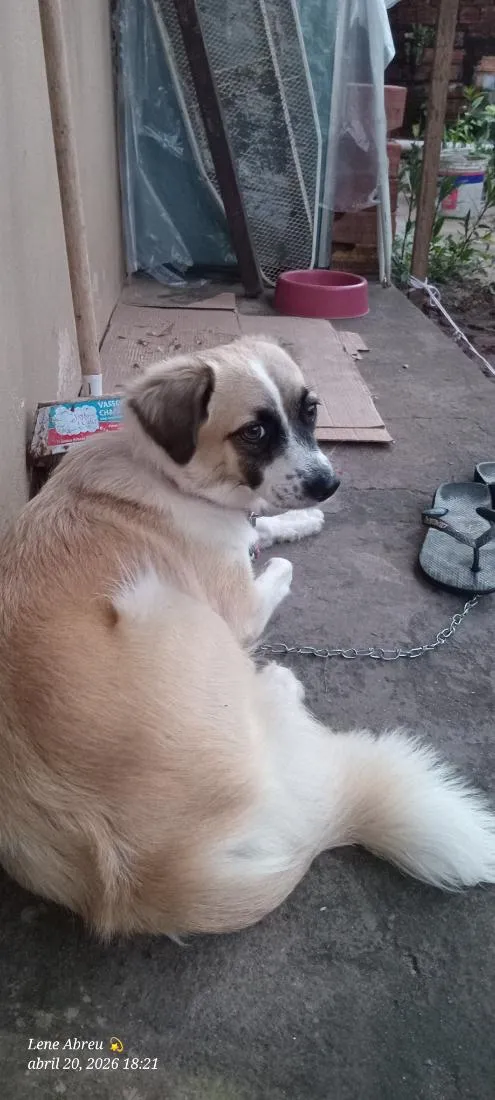 Cachorro raça SRD-ViraLata idade 3 anos nome Mel