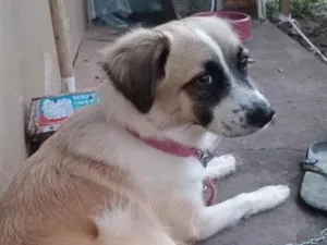 Cachorro raça SRD-ViraLata idade 3 anos nome Mel