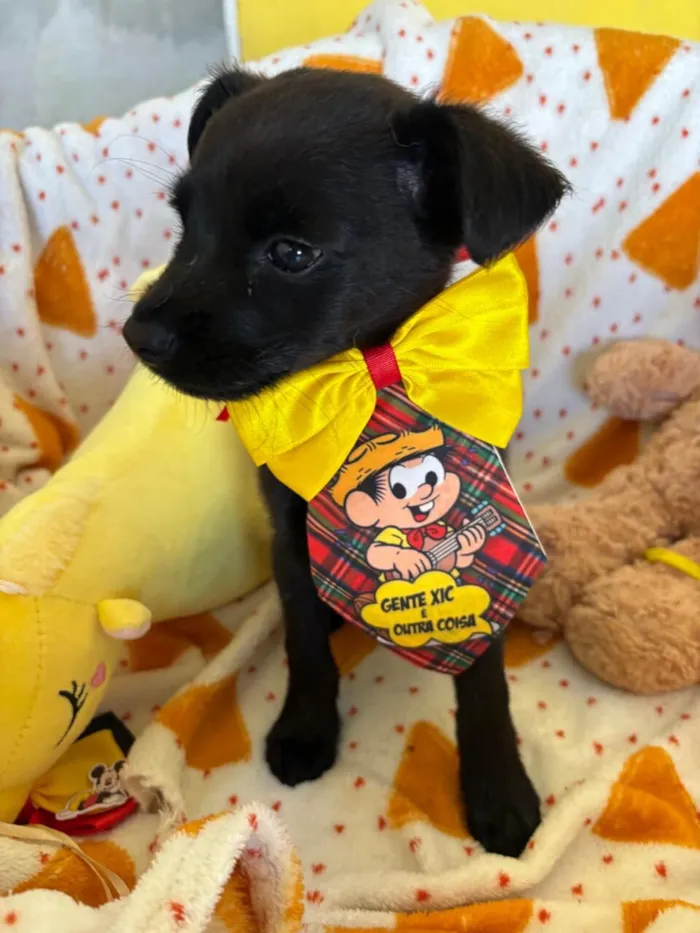 Cachorro raça SRD-ViraLata idade 2 a 6 meses nome Pinguinho