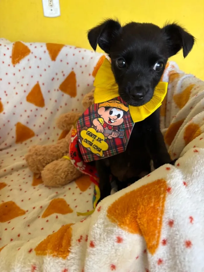 Cachorro raça SRD-ViraLata idade 2 a 6 meses nome Pinguinho