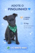 Pinguinho