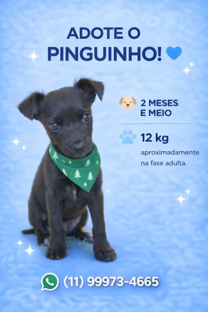 Cachorro raça SRD-ViraLata idade 2 a 6 meses nome Pinguinho