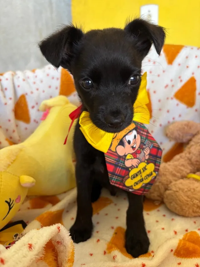 Cachorro raça SRD-ViraLata idade 2 a 6 meses nome Pinguinho