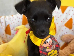 Cachorro raça SRD-ViraLata idade 2 a 6 meses nome Pinguinho