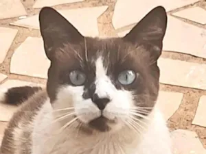 Gato raça Ragdoll idade 1 ano nome Zayon 