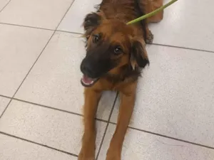 Cachorro raça SRD-ViraLata idade 7 a 11 meses nome PIX