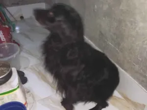 Cachorro raça Pastor Alemão idade 5 anos nome zeus