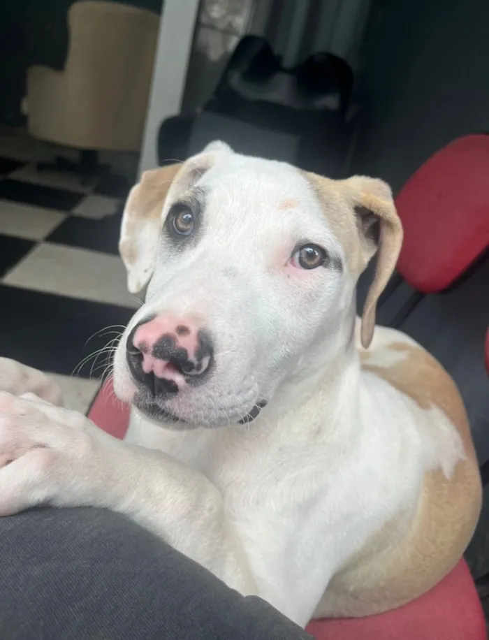 Cachorro raça SRD-ViraLata idade 7 a 11 meses nome Spike