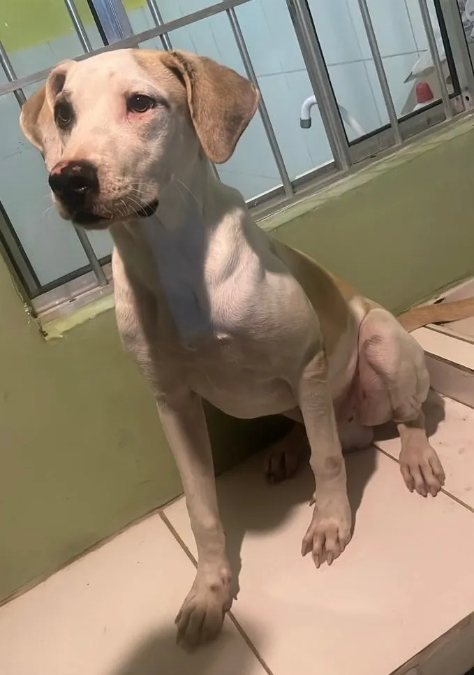 Cachorro raça SRD-ViraLata idade 7 a 11 meses nome Spike
