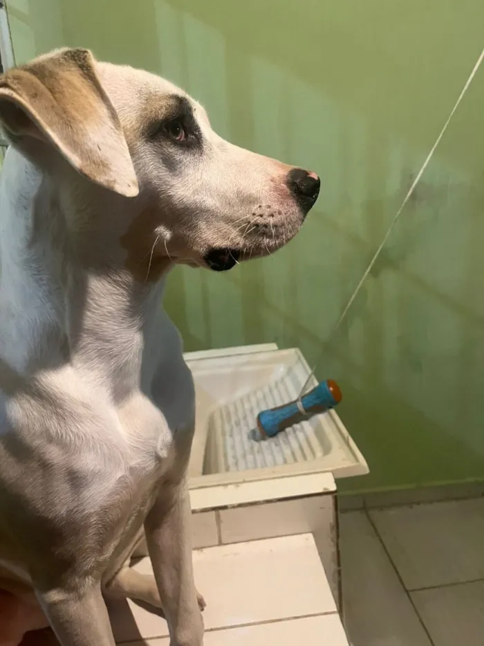 Cachorro raça SRD-ViraLata idade 7 a 11 meses nome Spike
