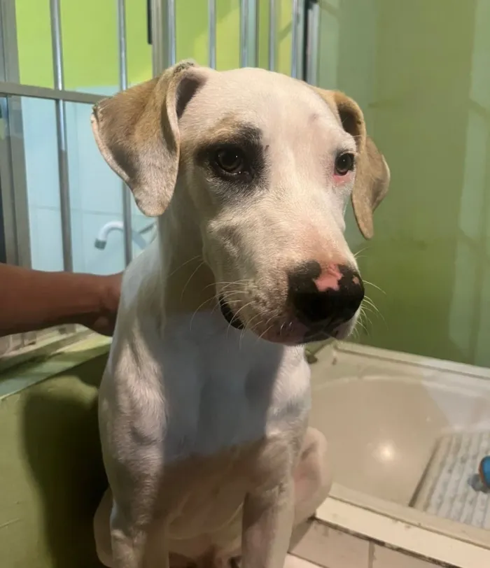 Cachorro raça SRD-ViraLata idade 7 a 11 meses nome Spike