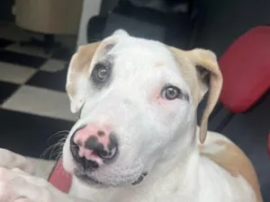 Cachorro raça SRD-ViraLata idade 7 a 11 meses nome Spike