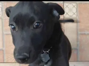 Cachorro raça SRD-ViraLata idade 2 a 6 meses nome Fenrir