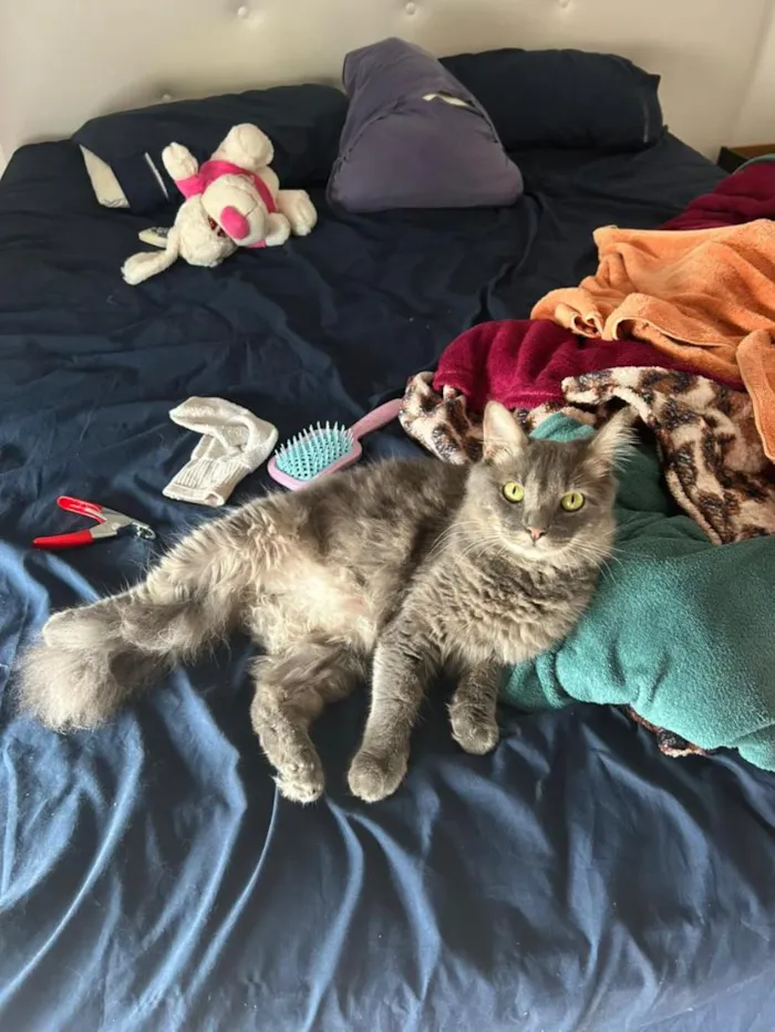 Gato raça SRD-ViraLata idade 1 ano nome Bruce